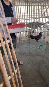 กล่องอุปกรณ์ไก่ชน ซื้อ1แถม1 กล่องใหญ่1 แถมกล่องเล็ก1 อุปกรณ์ไก่ชน