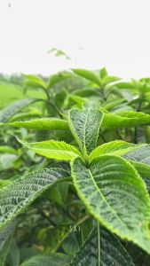 100 Lembar Daun Keji Beling segar Kejibeling Keci beling Kecibeling Daun Pecah Beling Segar Tanaman Herbal Menyembuhkan segala Penyakit