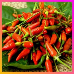 SeedsPLAZA™ - Birds Eye Chili Seeds for Planting Vegetable Plants (20 Seed) + Instructions Siling Bird Eye Demonyo Plant