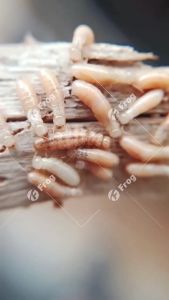 ✅One infected whole nest died✅ FELNOR Termite Killer 100g termites pesticide for wood termites killer powder termite baiting system termite bait termites killer solution odorless anti termite spray for wood pamatay sa anay sa kahoy anay killer japan - Lazada