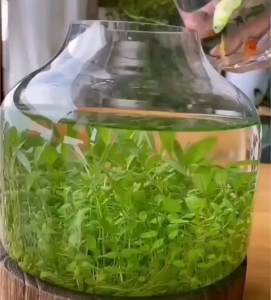 ดินปลูกไม้ หญ้าน้ํา ดินไม้น้ํา ดินตู้ปลา ดินไม่น้ํา ปลูกไม้น้ํา หญ้าไม้น้ํา สารละลายธาตุอาหาร