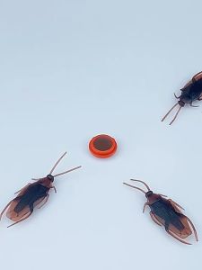 100% สาบ การฆ่าแมลง บอกลา กำจัด 20 ชิ้น แมลงสาบ ถูกสุขล่อแมลงสาบ รวดเร็ว ไล่ ยากำจัด