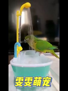 ให้สัตว์เลี้ยงหลงรักด้วยการอาบน้ำอ่างอาบน้ำนกแก้วอ่างอาบน้ำนกแก้วนกแก้วอาบน้ำ