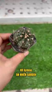 XƯƠNG RỒNG GYMNO- SIZE 5-7cm- xuất xứ Đà Lạt khoẻ đẹpLỖI 1 ĐỔI 1