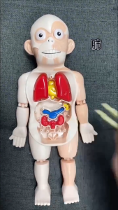 รูปแบบการศึกษาทางการแพทย์ การศึกษาปฐมวัย โครงสร้างร่างกายมนุษย์ แบบจำลองที่เคลื่อนย้ายได้ DIY ของเล่นการศึกษา