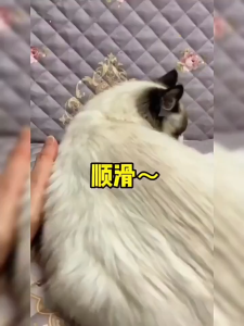 ​Pet Deshedding Brush/​Floating Hair Remover/Cat Dog Retriever Comb/Mating Knot Removal Tool/Massage Cleaning Tool​