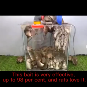 🐁100% mortality rate🐁Rat killer poison 1000g Ubat tikus paling kuat Kills smart mice Racun tikus paling kuat cepat mati Mice die in a litter Racun tikus mati 3 saat Mouse 老鼠药 killer rat poison Rat Repellent