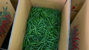 500g Segar dari Ladang - Cili Akar Hijau Besar (Cabe Cabai) Premium 500g