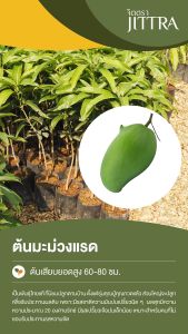 จิตตรา ต้นพันธุ์มะม่วงแรด เสียบยอดสูง 60-80 cm ปลูกปีเดียวติดลูก พร้อมส่ง เครมฟรี ต้นพันธุ์ผลไม้ ต้นเตี้ย ผลดก