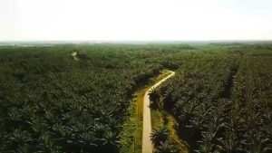 คิวแพลน Q plants (Qyou) หัวอาหารพืช สูตรเข้มข้นจบครบทุกอย่างที่พืชต้องการ ปุ๋ยทางใบ ปุ๋ยหมัก ปุ๋ยชีวภาพ ของแท้100%