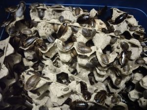 Dubia roach cheap  cheap (40pcs size 2-3cm) Lipas dubia dubia Roach dubia for arowana sugar glider gecko birds and any animal