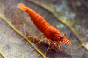 Sunkist Orange Shrimp/Neo-Caridina/Ornamental fish/Freshwater/Readystock