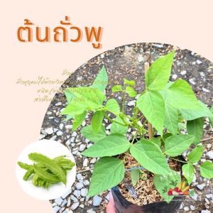 ต้นถั่วพู ในถุงดำขนาด 6 นิ้ว ผักสวนครัว ผักสวนครัวปลูกง่าย ผักสวนครัวพร้อมปลูก ผักออร์แกนิก