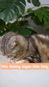 Bánh thưởng Catnip Biscuits bánh quy hình cá cho mèo gói 40g giảm búi lông hôi miệng - Bibopetcare