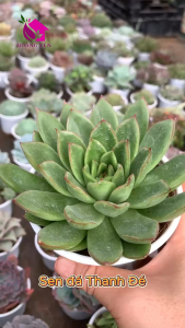 Sen Đá Bèo Viền Hồng  size bầu 5-7 cm cây già khỏe