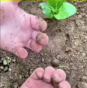 （1 คู่ พร้อมตะปูขุด 8 ตัว）Garden Gloves ถุงมือขุดดิน พรวนดิน ถุงมือขุดดินทำสวน ถุงมือ ขุดดิน พลั่ว การทำสวน ปลูกต้นไม้ ต้นไม้