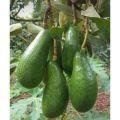 1 paket isi 4 Entres / batang segar / Cutting Alpukat Miki dan Aligator. 