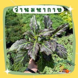 ต้นว่านมหากาฬ สมุนไพรรักษาสะเก็ดเงิน เริม ขับพิษร้อนใน รักษางูสวัด สมุนไพรโบราณ สินค้าเสียหายยินดีเคลมฟรี