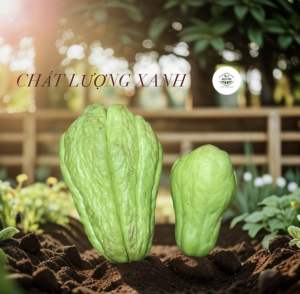 SUSU GIỐNG SIZE ĐẠI