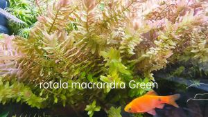 Rotala Macrandra Geen - 青蝴蝶- Aquatic plant/Tumbuhan Akuatik