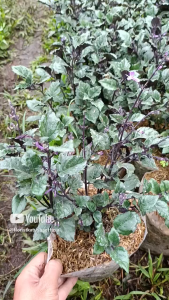 tanaman hias bunga Mona lavender biola lavender