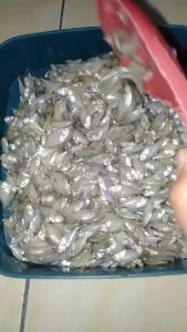 BABY FISH IKAN KRISPI PEPETEK 1KG DI GORENG DADAKAN