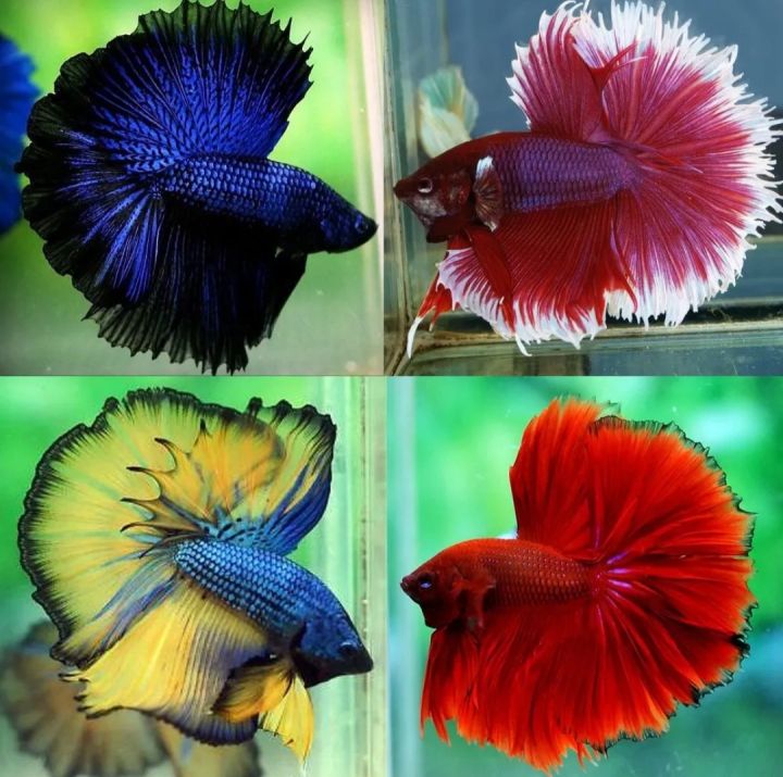 Ikan Laga Halfmoon Betta Male | Lazada