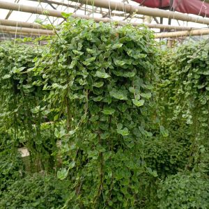Tanaman Hias Gantung Callisia Repens Rimbun