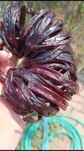 Gelang Akar Bahar Merah Natural Lentur Size Kantoran