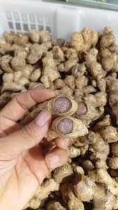 kunyit hutang 100%ori -100g