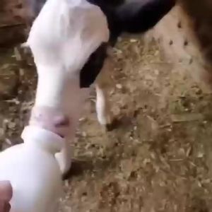 จุกนมลูกวัว จุกนม ป้อนลูกวัว แพะ ควาย แกะ ใช้ต่อกับ ขวดนมวัว ซิลิโคน นุ่ม และปลอดภัย