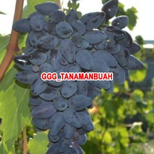 Bibit Anggur Gozv Hasil Grafting