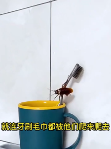 Japan Cockroach Killer Cockroach Gel Cockroach Bait Cockroach Trap Death from infection Effectively Removes Cockroaches Non-toxic to pet and people advion cockroach gel bait german cockroach killer