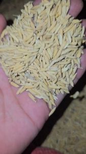 Lúa khô hạt chắc thức ăn cho gia cầm 1kg