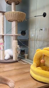 Mainan Bulu Kucing / Mainan Kucing Stick Teaser / Mainan Bulu Tongkat Lentur Bisa Di Lepas Pasang Untuk Kucing Anjing Dengan Suction Cup