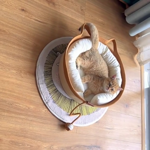 Pet Litter Washable Woven Cat Litter All Year Round Universal Dog Litter Cotton Rope