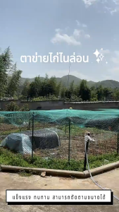 🔥ซื้อ 1 แถม 1🕸️อวนล้อมไก่ ตาข่ายล้อมไก่ โปลีตาข่ายPE 12 หุ้น 1.8m*20m/50m สีเขียวขี้ม้า หนา เหนียว ทน กล้ารารันตี มีสารป้องกันยูวีตาข่ายล้อมรั้ว ตาข่ายกันนก อวนไก่ ตาข่ายปลูกผัก เอ็นล้อมไก่ ตาข่ายกั้นสัตว์