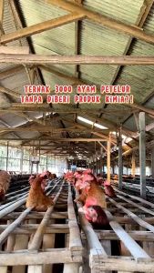 Jampi Stresa (JSA) 1 L Probiotik untuk Mempercepat Penggemukan dan Nafsu Makan Ayam Naik