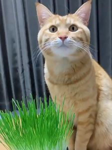 (200seeds) Natural CAT GRASS Seeds - 100% Organic Non-GMO