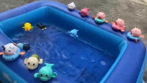 Đồ chơi nhà tắm cho bé - Rùa Cua Vịt Cá heo vặn cót bơi lội vui nhộn