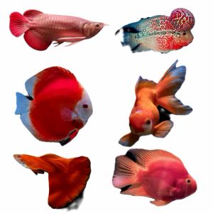 LUCANTIN PINK REPACK BASF PINK MERAH UNTUK IKAN HIAS