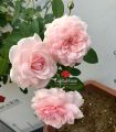 Hoa hồng Misaki Rose - hoa thơm, dễ trồng, hồng bụi. 