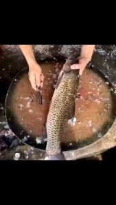 Scraper Sikat Pembersih Sisik Ikan 𝗔𝗻𝘁𝗶 𝗞𝗮𝗿𝗮𝘁 & 𝗧𝗮𝗵𝗮𝗻 𝗔𝗶𝗿 𝗔𝘀𝗶𝗻 / 𝗔𝗜𝗥 𝗟𝗔𝗨𝗧 Bahan 𝗣𝗥𝗘𝗠𝗜𝗨𝗠 Stainless Steel Alat Pengupas Duri Sirip lkan / Peeler Seafood Makanan Laut / Kerokan Duri