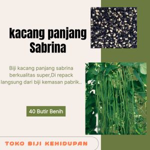 BIJI BENIH TANAMAN KACANG PANJANG HIJAU SABRINA