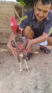 เพชรดำจิกตี3กระปุก อาหารผสมใช้สำหรับบำรุงสัตว์ ปลอดภัยต่อสัตว์100%