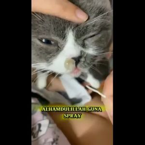 Perfect Combo Nasal Care (Tingkatkan Sistem Imuniti Haiwan dan Lebatkan Bulu)