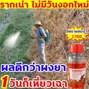 3นาทีกำจัดวัชพืช ยาฆ่าหญ้า 1 ขวด 200ml อัตราผสมน้ำ 1:150 สารกำจัดวัชพืช ไม่เป็นอันตรายต่อดิน ยากำจัดวัชพืช เข้มข้นสุดๆ ผลดีกว่าผงยา ยากำจัดวัชชพืช เหมาะสำหรับกำจัดวัชพืช ต้นไม้ และไผ่ทุกชนิด ยากำจัดต้นไม้ วัชพืชไม่เติบโตอีกต่อไป สารกำจัดกอไผ่