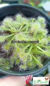 ต้นหยาดน้ำค้าง Drosera Spatulata (พันธุ์ สปาตูลาต้า) (ส่งทั้งกระถาง 3 นิ้ว) พืชดักจับแมลง น้ำหยาดเยื้ม สวยงาม ชอบความชื้น เลี้ยงง่าย