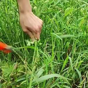 Liềm Cắt Cỏ Siêu Bén Làm Từ Thép Đặc Biệt Kích Thước 28cm 31cm Sử Dụng Cắt Cỏ Lúa Cây Trồng Nông Nghiệp - LAZYL