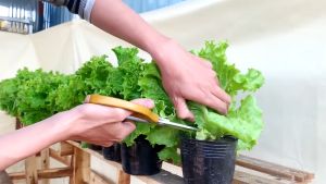 VALUE PACK (80 SEEDS) GREEN RAPID LETTUCE/FOR PLANTING - 1PACK